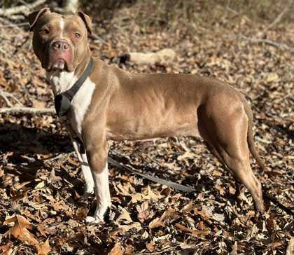 Peach, Adoptable, Young Female Boxer & American Staffordshire Terrier.