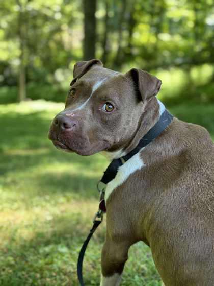 Peach, a Adoptable mixed breed in Malvern, PA image 2/3