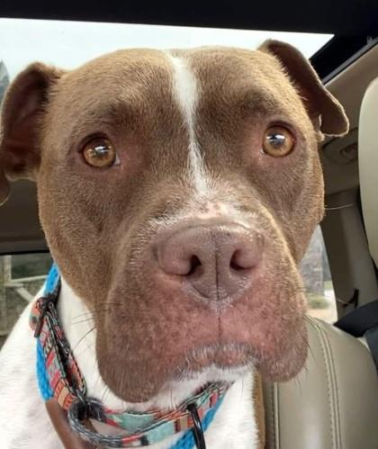 Peach, a Adoptable mixed breed in Malvern, PA image 2/3