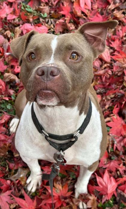 Peach, a Adoptable mixed breed in Malvern, PA image 1/3