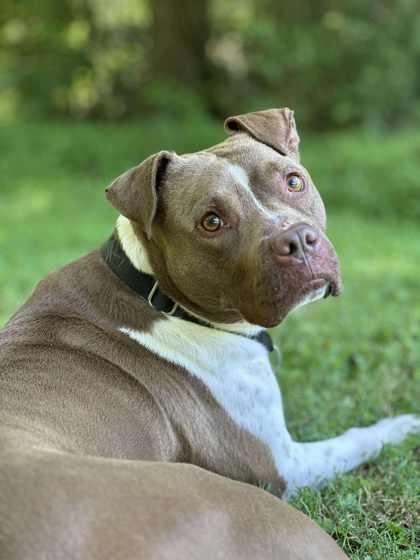Peach, a Adoptable mixed breed in Malvern, PA image 3/3