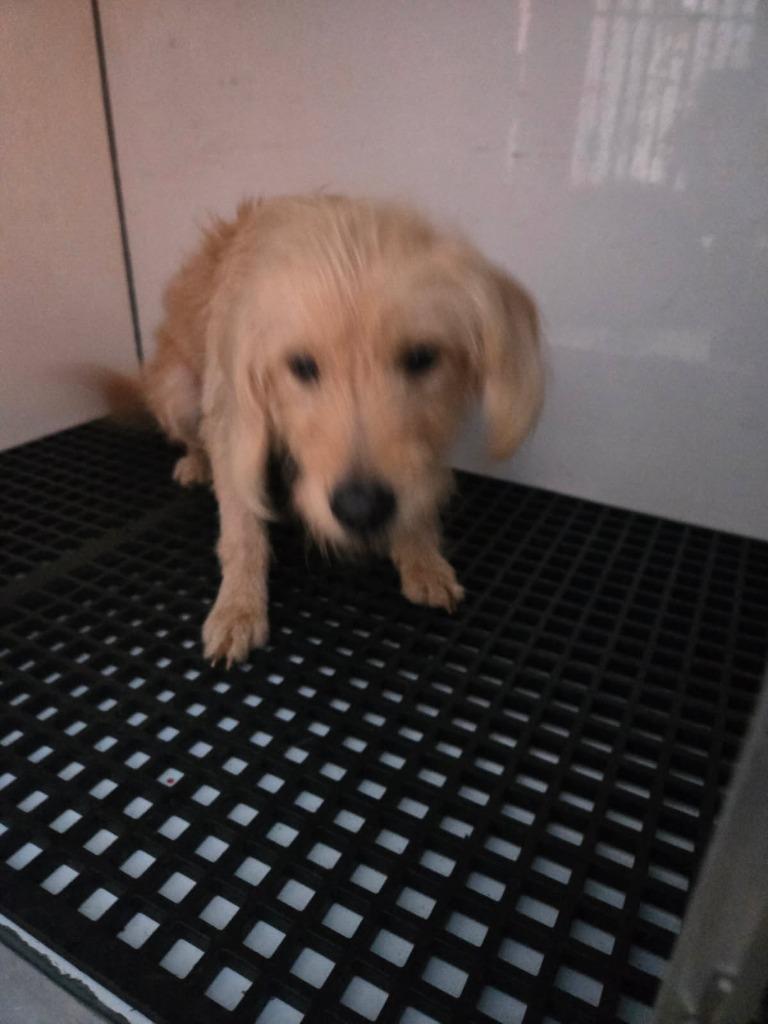 2025-11-053, Adopted, Adult Male Terrier.