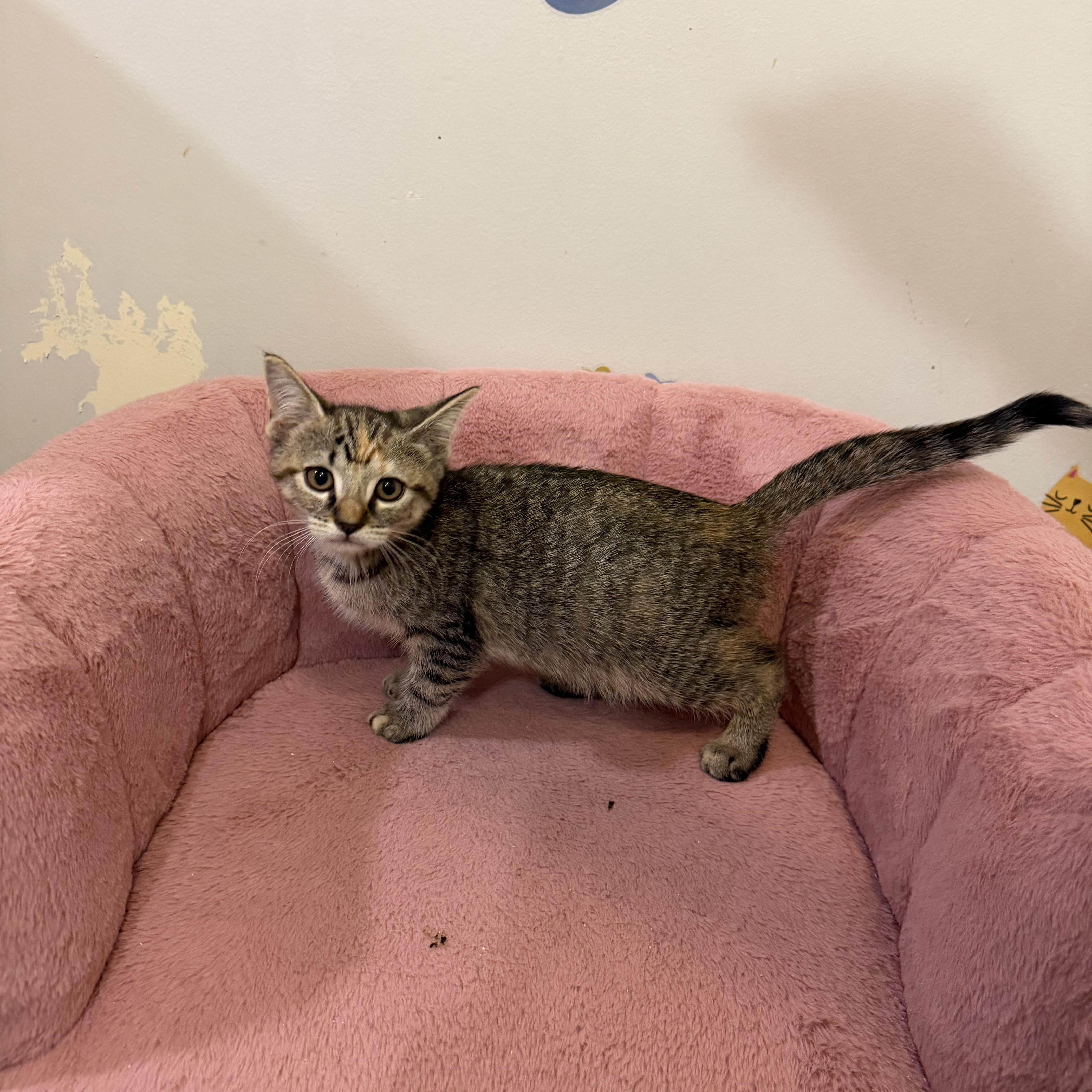 PIPPA, Adoptable, Kitten Female Domestic Short Hair.