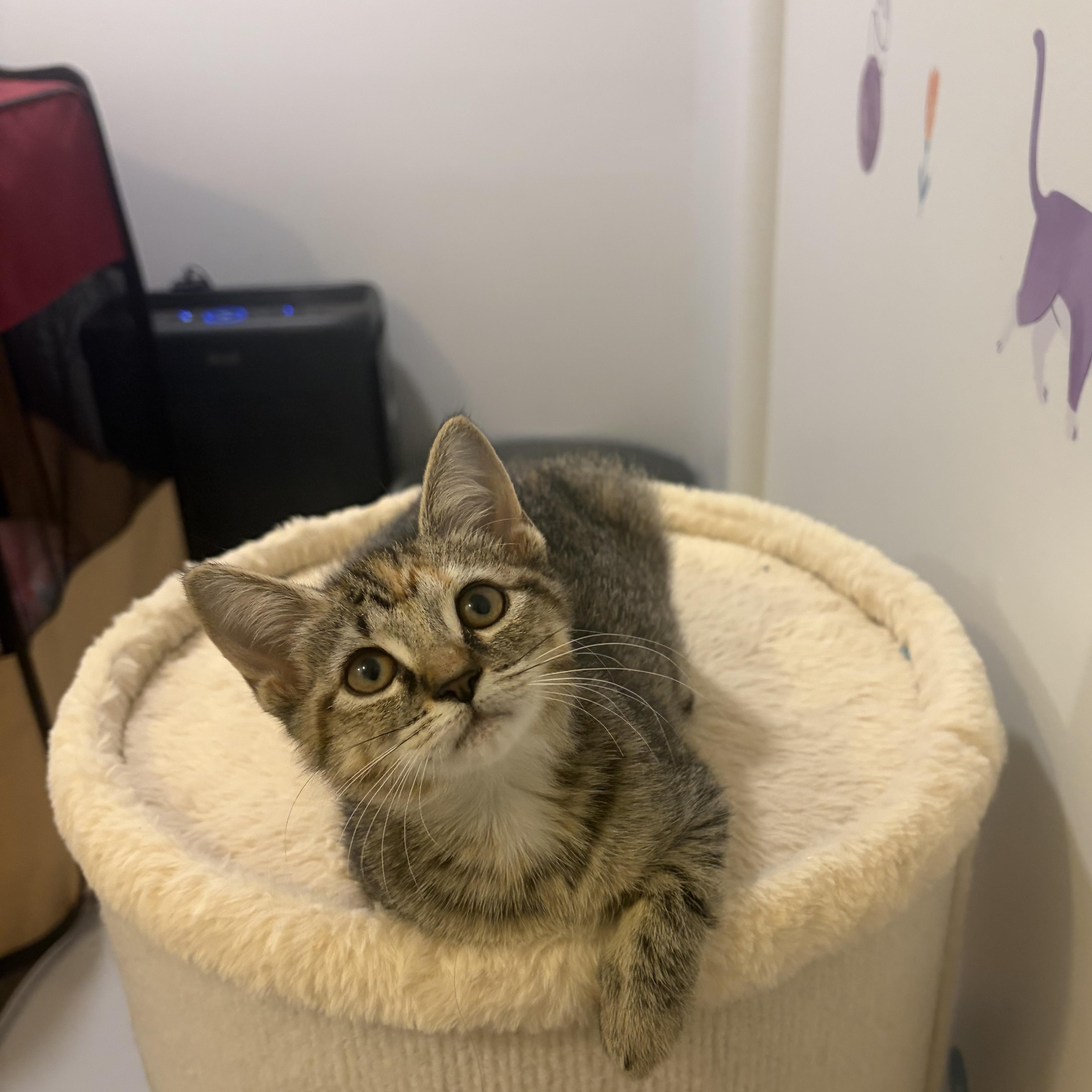 PIPPA, Adoptable, Kitten Female Domestic Short Hair.