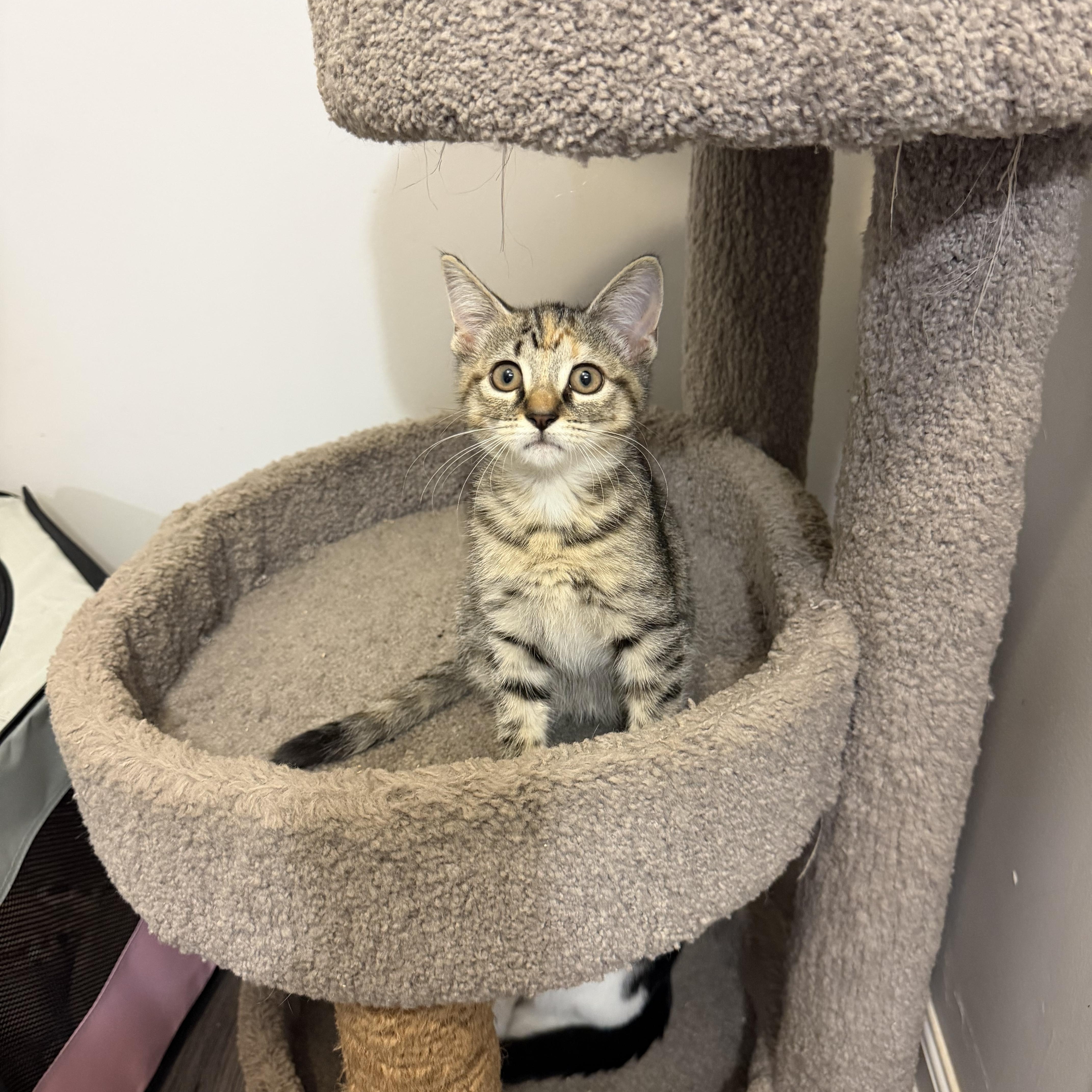 Enlarge PIPPA, a Adoptable Domestic Short Hair in Hamilton, NJ image 2/5