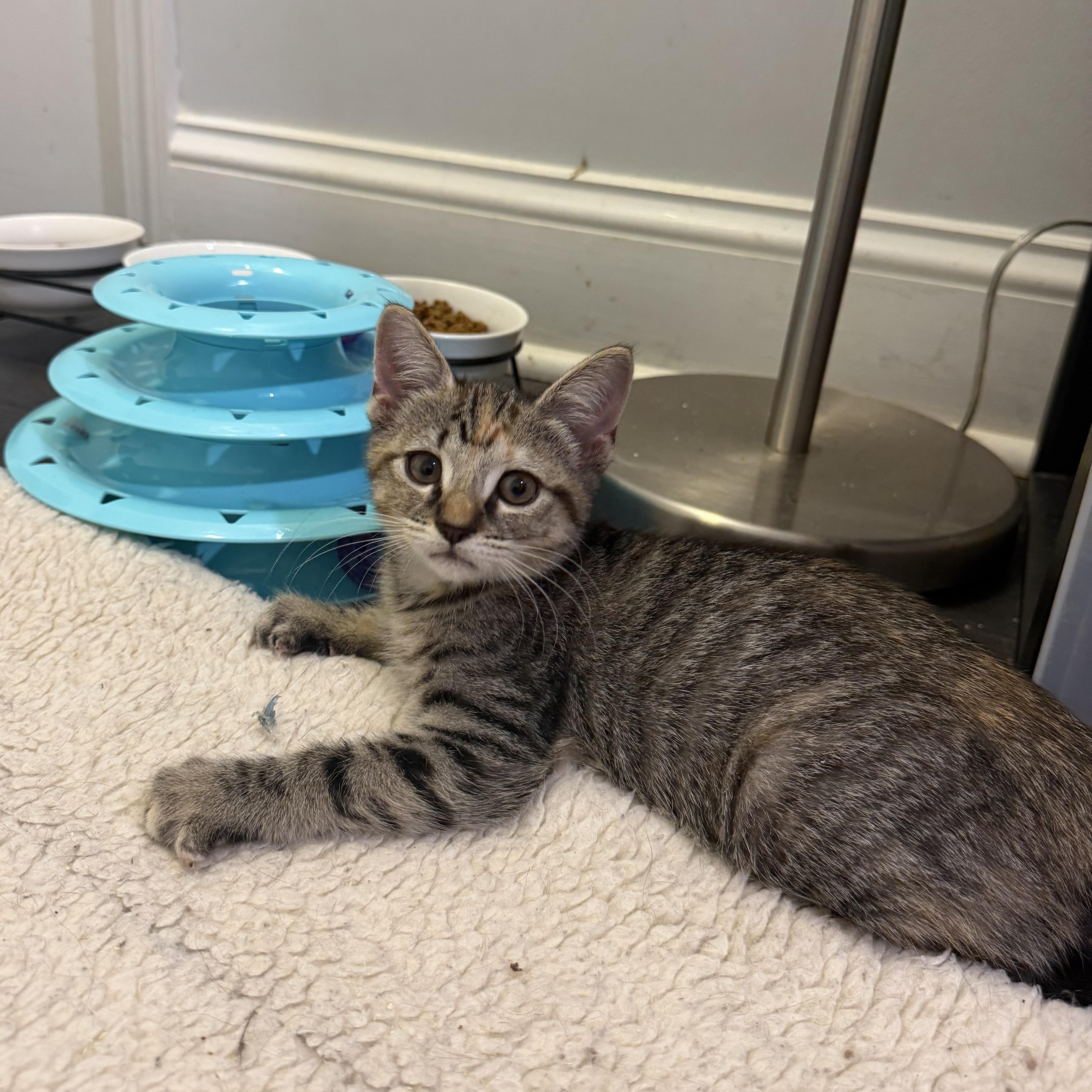 Enlarge PIPPA, a Adoptable Domestic Short Hair in Hamilton, NJ image 4/5