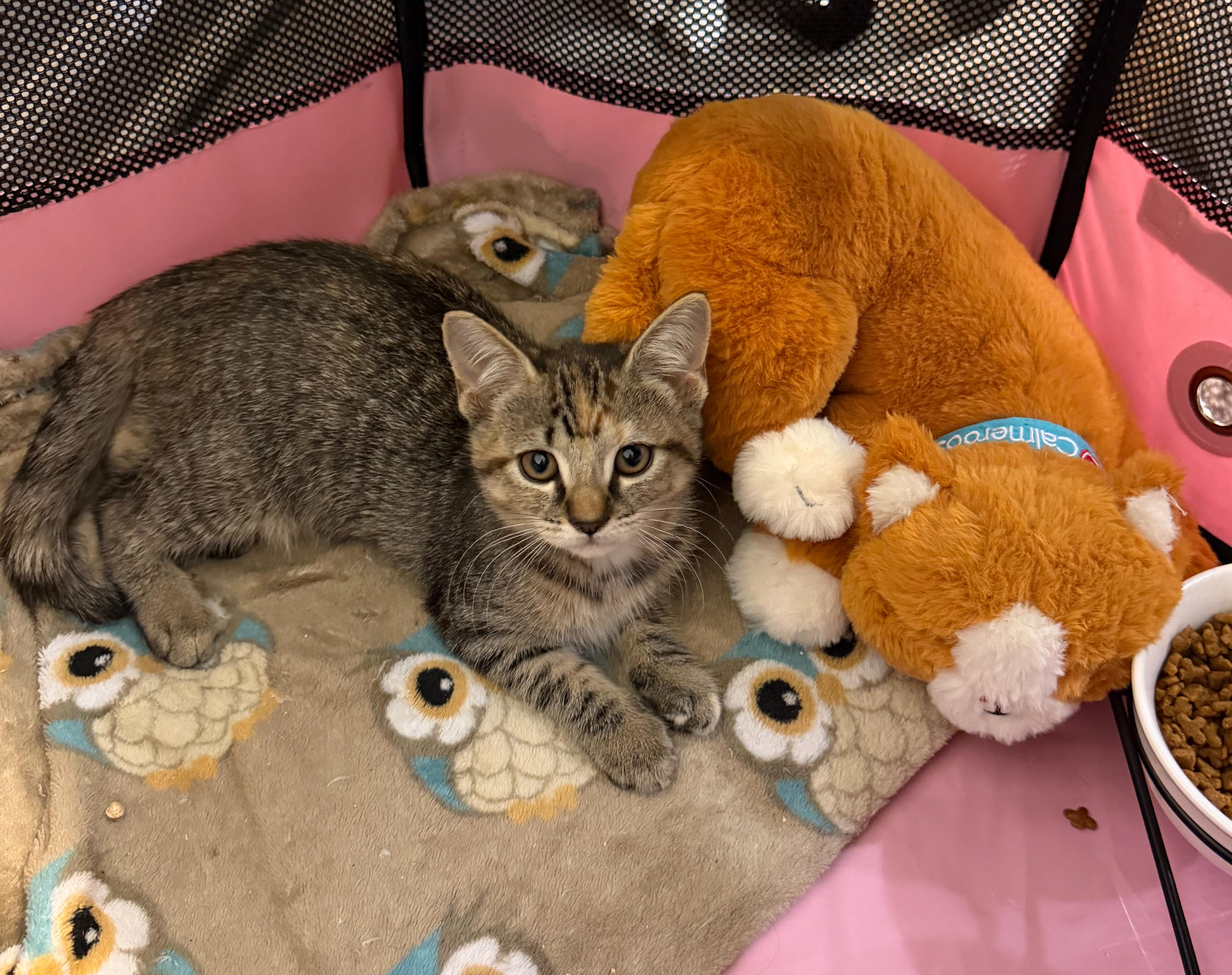 Enlarge PIPPA, a Adoptable Domestic Short Hair in Hamilton, NJ image 3/5