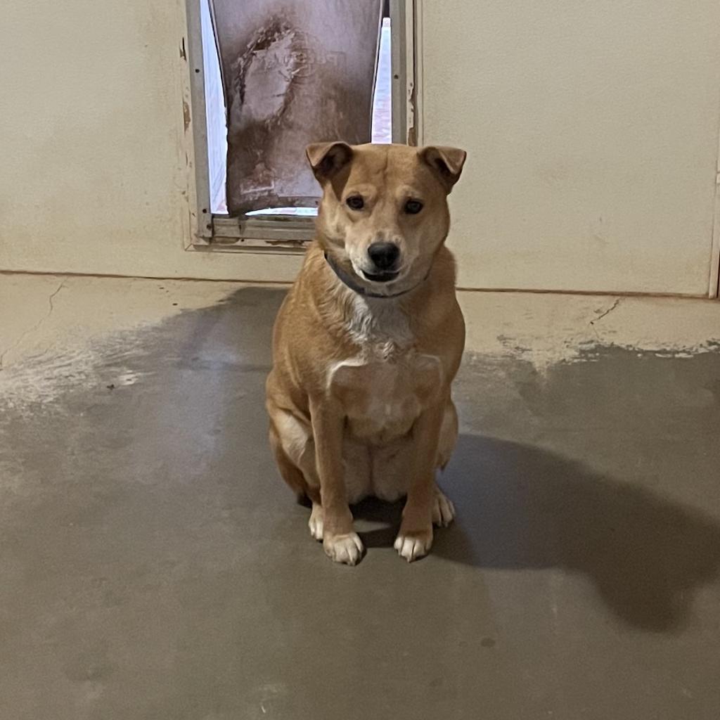 Prairie Dawn, a Adoptable mixed breed in Long Beach, CA image 2/5