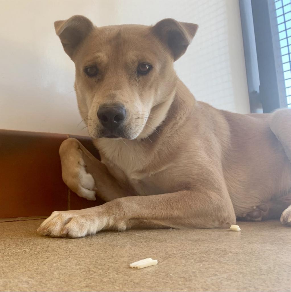 Prairie Dawn, a Adoptable mixed breed in Long Beach, CA image 3/5