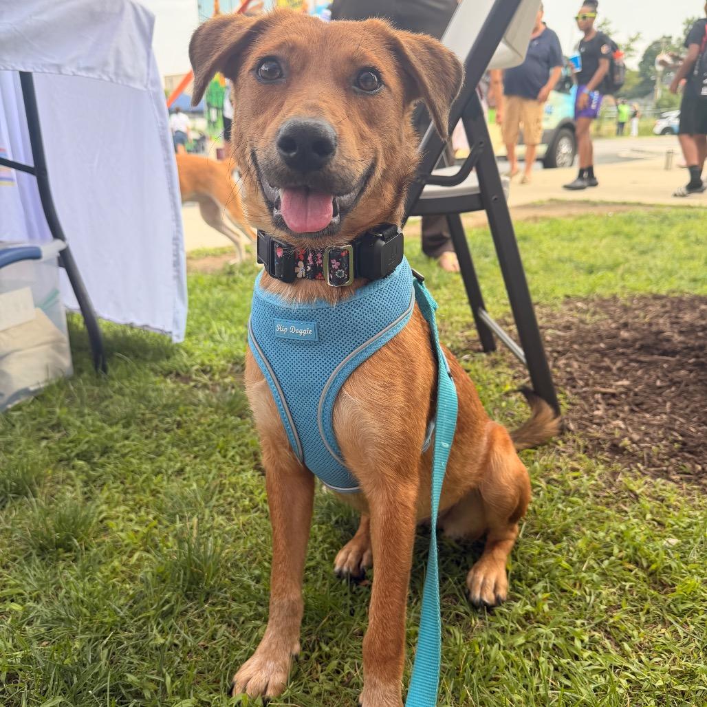 Maizie, ADOPTABLE, Adult Female Shepherd.