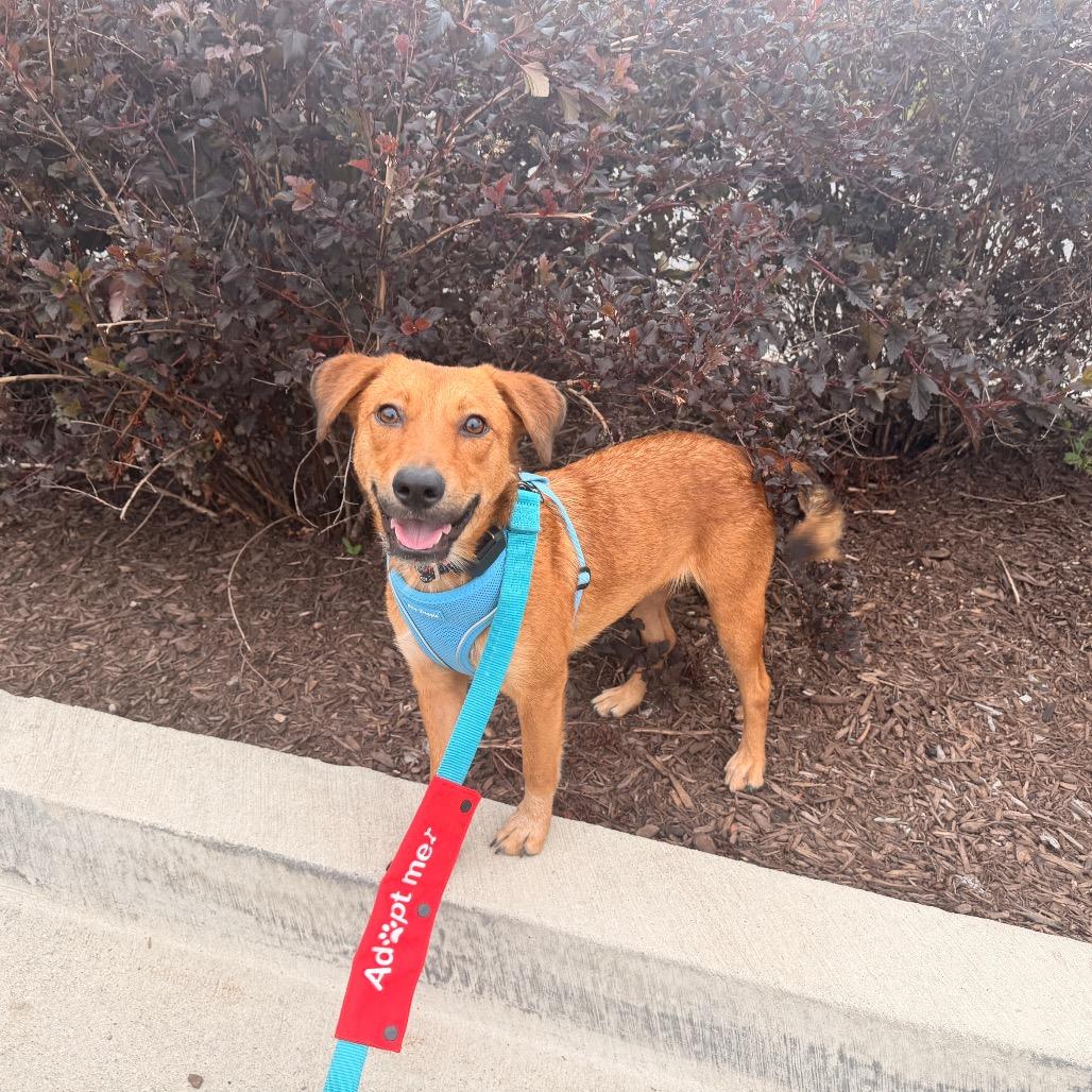 Maizie, a ADOPTABLE Shepherd in Chicago, IL image 4/6