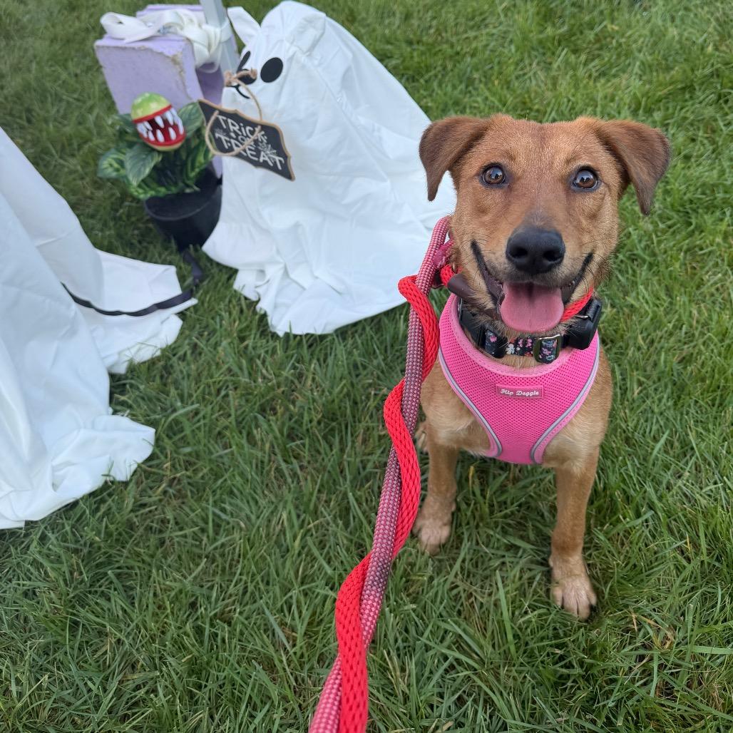 Enlarge Maizie, a Adoptable Shepherd in Chicago, IL image 1/6