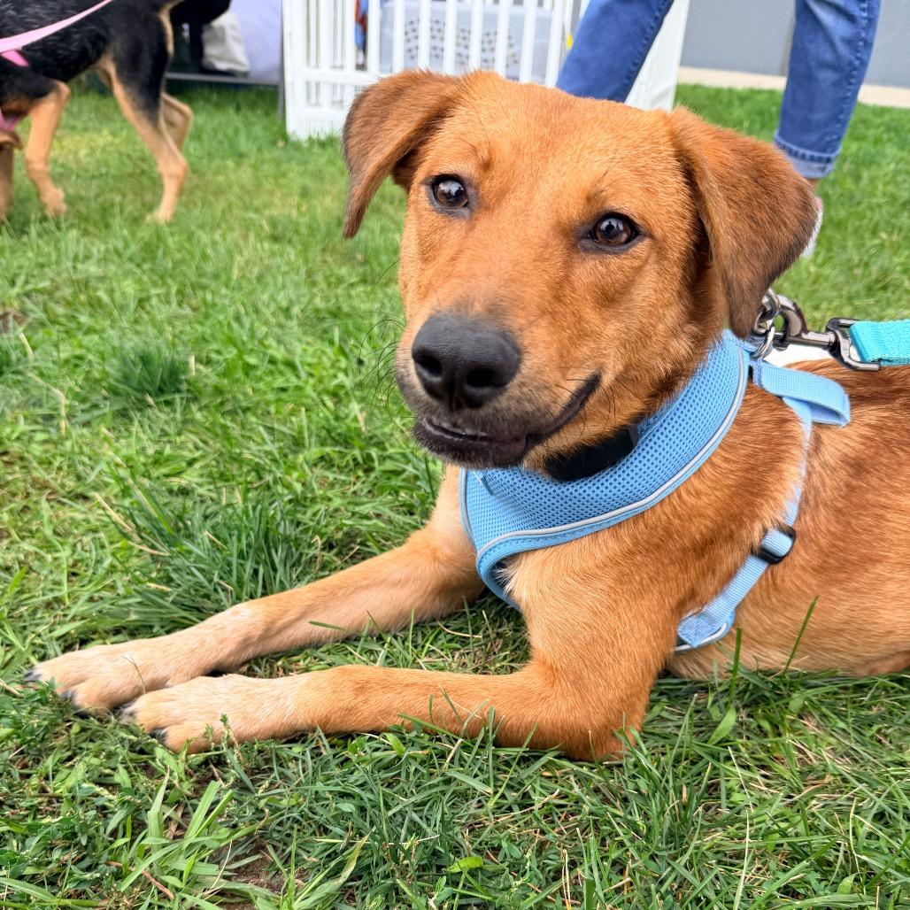 Maizie, a ADOPTABLE Shepherd in Chicago, IL image 5/6
