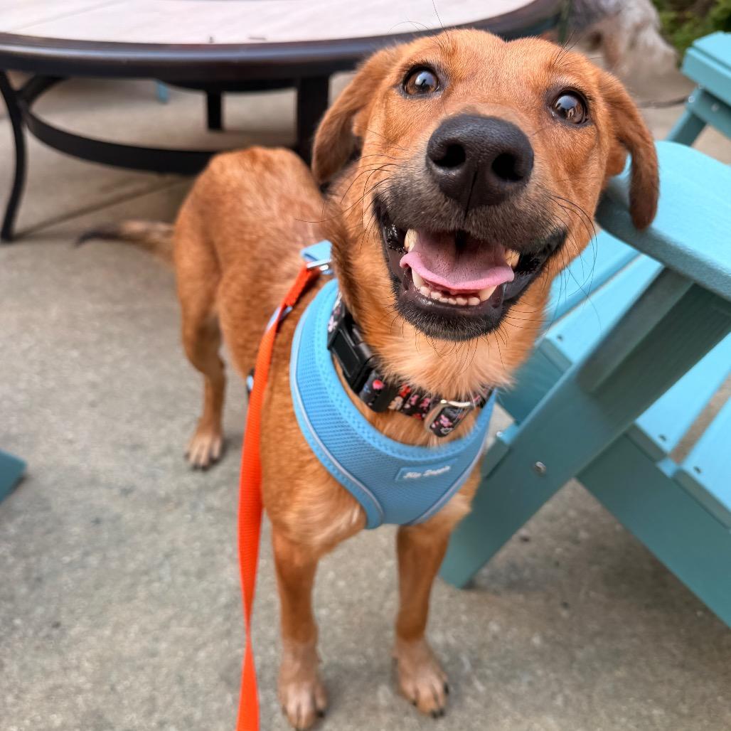 Maizie, a ADOPTABLE Shepherd in Chicago, IL image 2/6