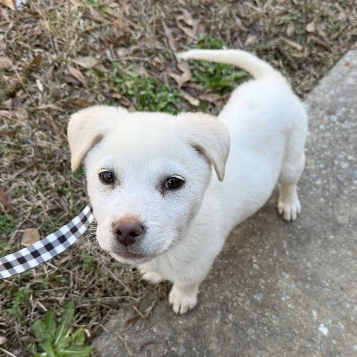 Enlarge Marshmellow, an adopted mixed breed in Columbia, SC image 1/5