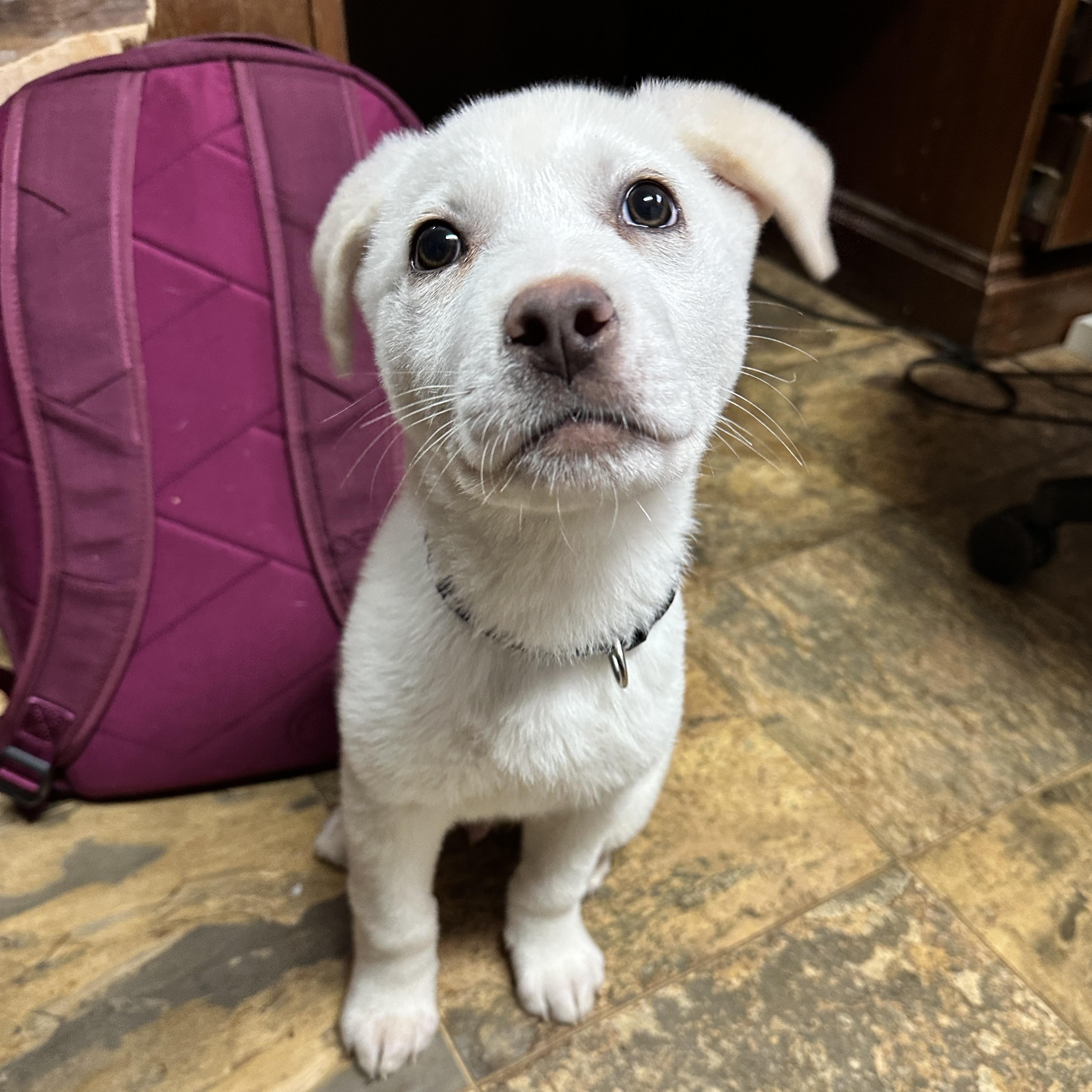 Enlarge Marshmellow, an adopted mixed breed in Columbia, SC image 3/5