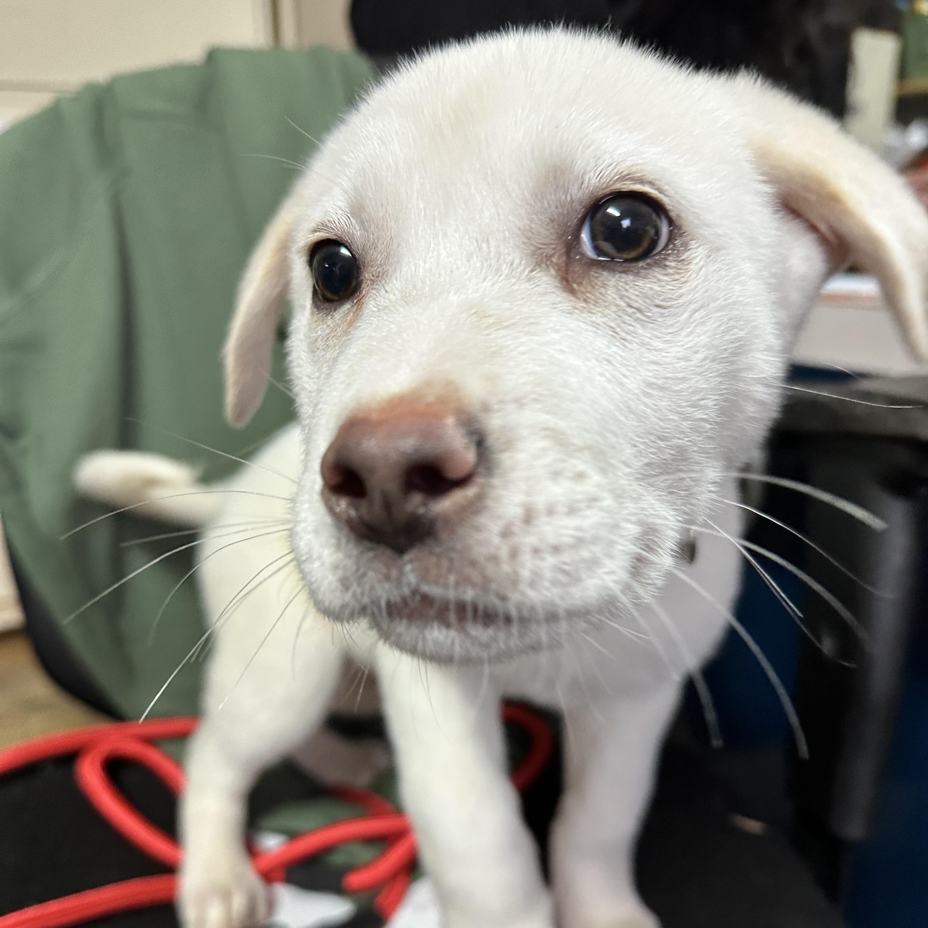Enlarge Marshmellow, an adopted mixed breed in Columbia, SC image 4/5
