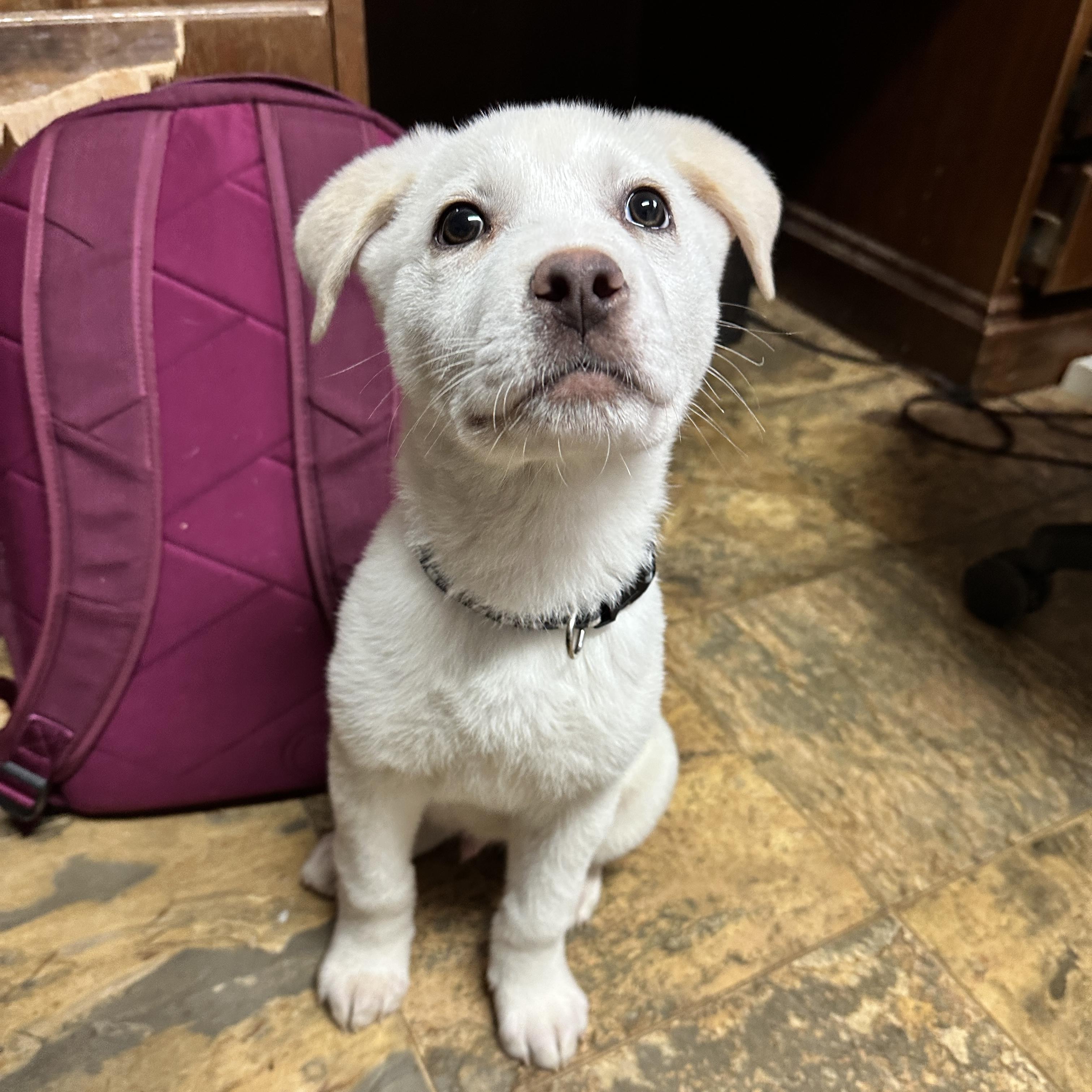 Enlarge Marshmellow, an adopted mixed breed in Columbia, SC image 5/5