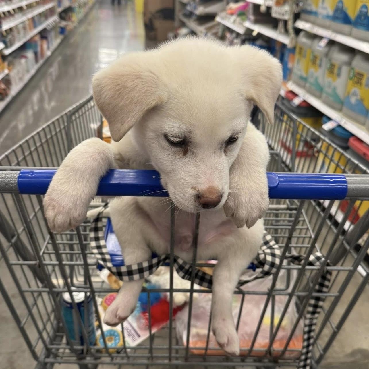 Enlarge Marshmellow, an adopted mixed breed in Columbia, SC image 2/5