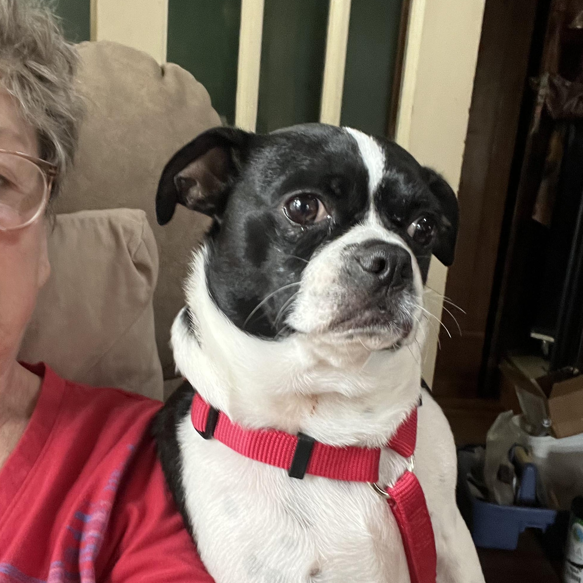 Scout - pending , Adoptable, Adult Male Boston Terrier.