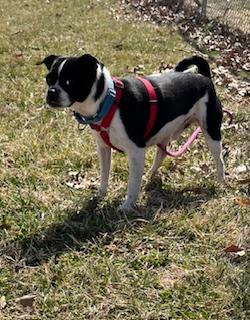 Scout - pending , a Adoptable mixed breed in Wichita, KS image 6/6