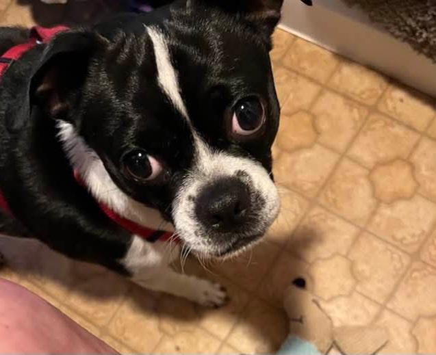 Scout - pending , a Adoptable mixed breed in Wichita, KS image 5/6