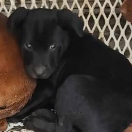 Thistle, adopted, Puppy Female Labrador Retriever & Cattle Dog.