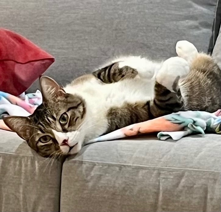 Enlarge Andy, a Adoptable Domestic Short Hair in Cranford, NJ image 1/13