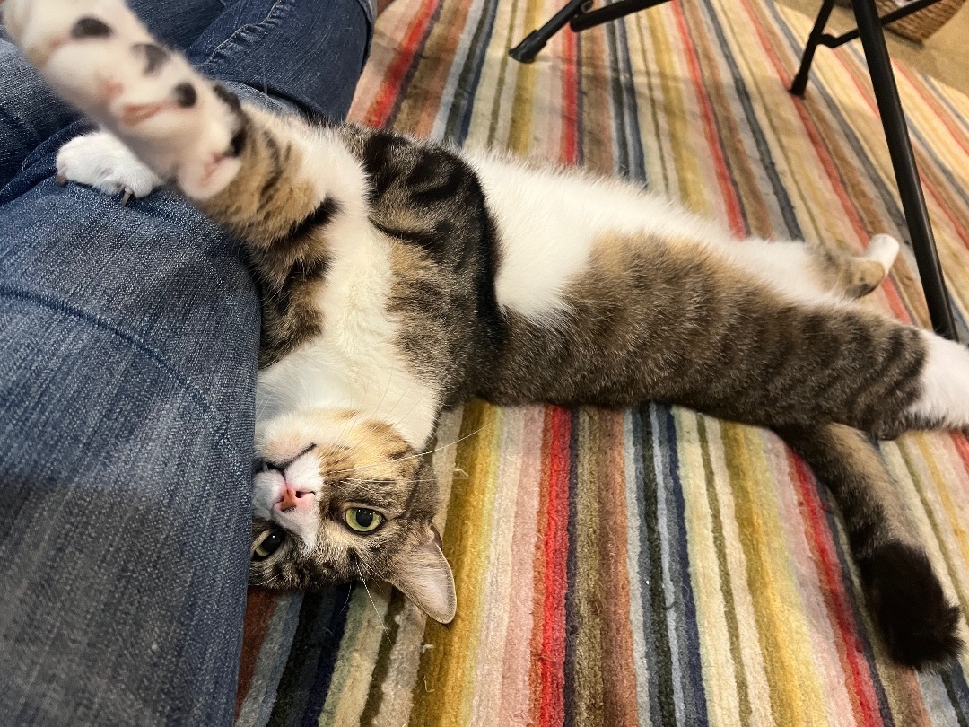 Enlarge Andy, a Adoptable Domestic Short Hair in Cranford, NJ image 2/13