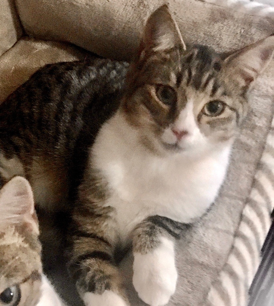 Enlarge Andy, a Adoptable Domestic Short Hair in Cranford, NJ image 4/13