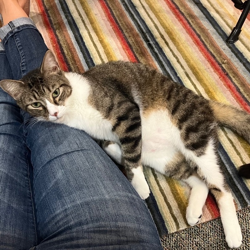 Enlarge Andy, a Adoptable Domestic Short Hair in Cranford, NJ image 5/13