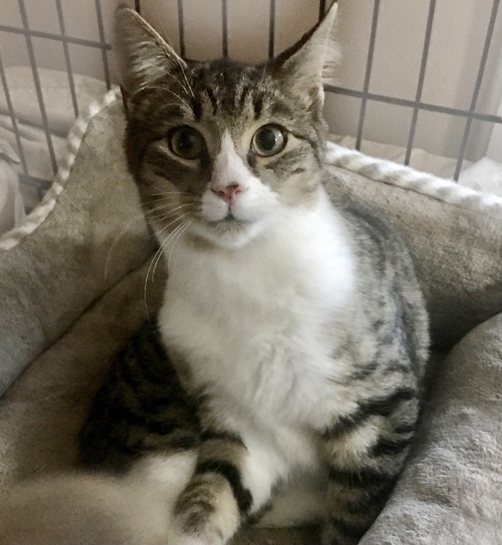 Enlarge Andy, a Adoptable Domestic Short Hair in Cranford, NJ image 6/13