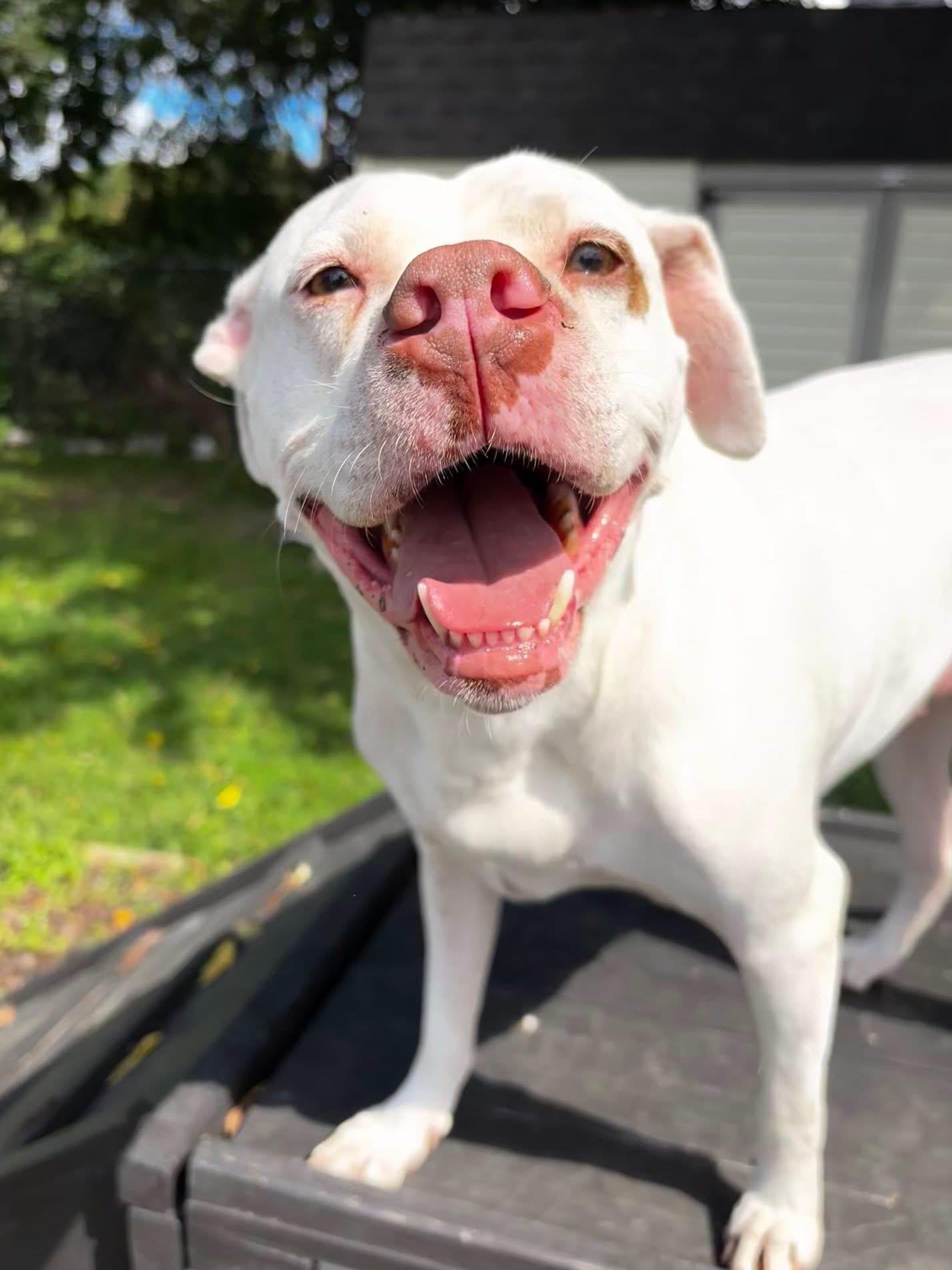 Enlarge Jewel, a Adoptable mixed breed in New Windsor, NY image 4/4