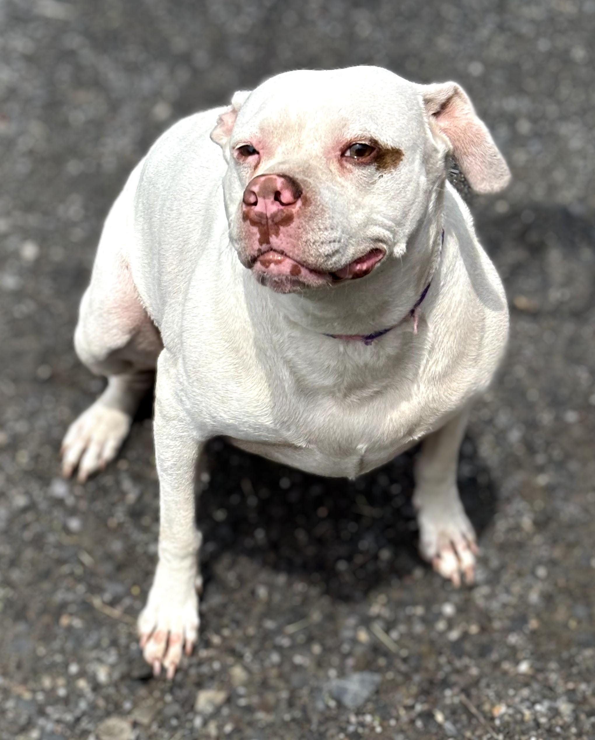 Jewel, Adoptable, Adult Female Boxer.