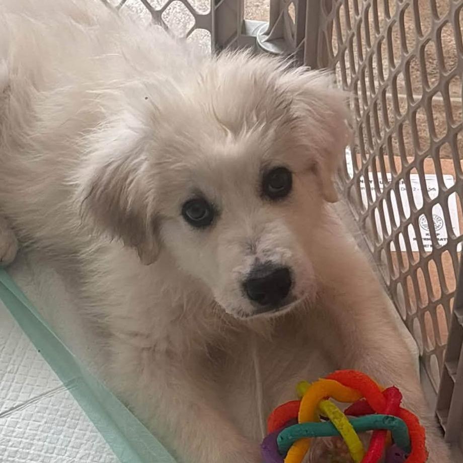 Enlarge Hooch, a Adoptable Great Pyrenees in Kansas City, MO image 1/1