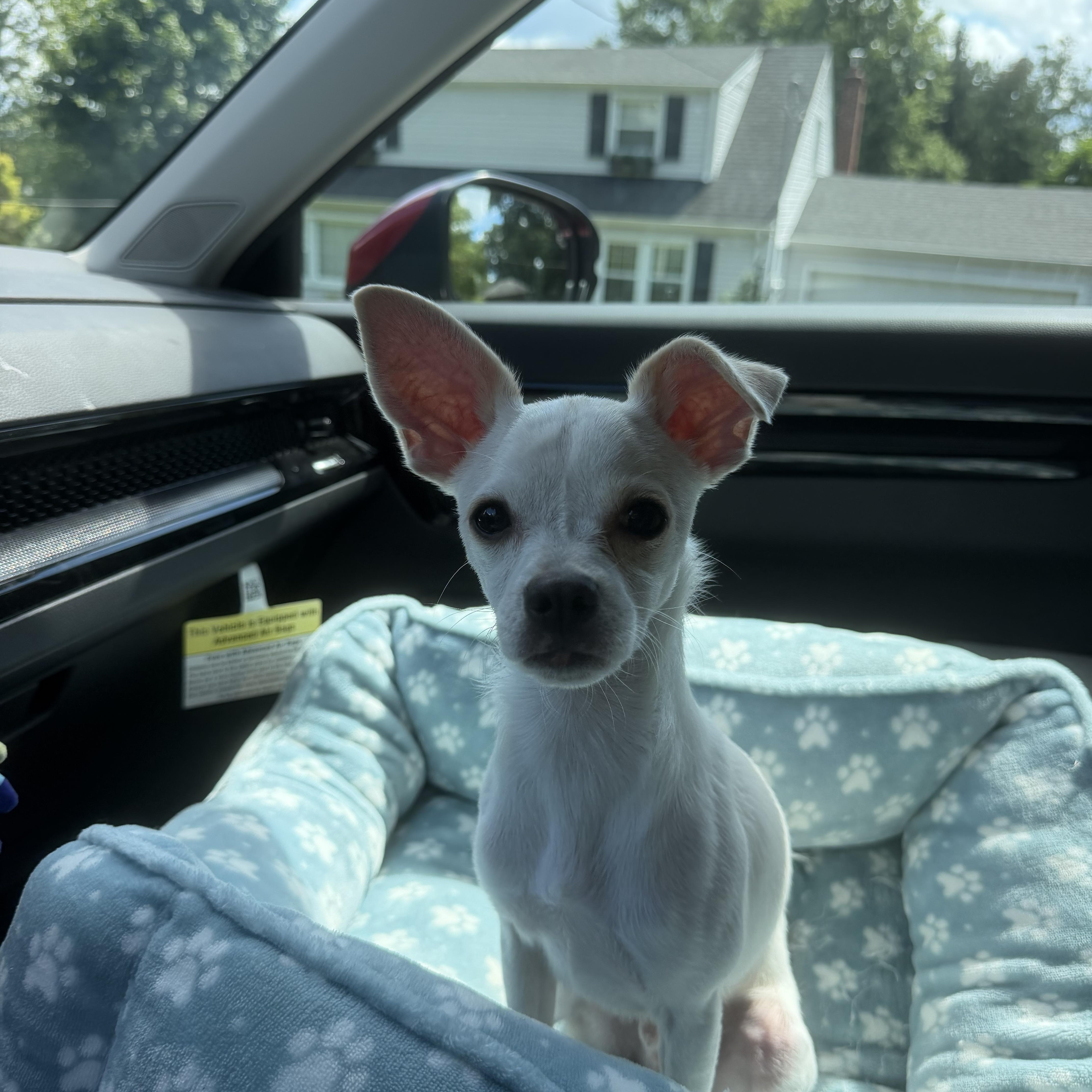 Enlarge Pecas, a Adopted mixed breed in Newark, NJ image 4/4