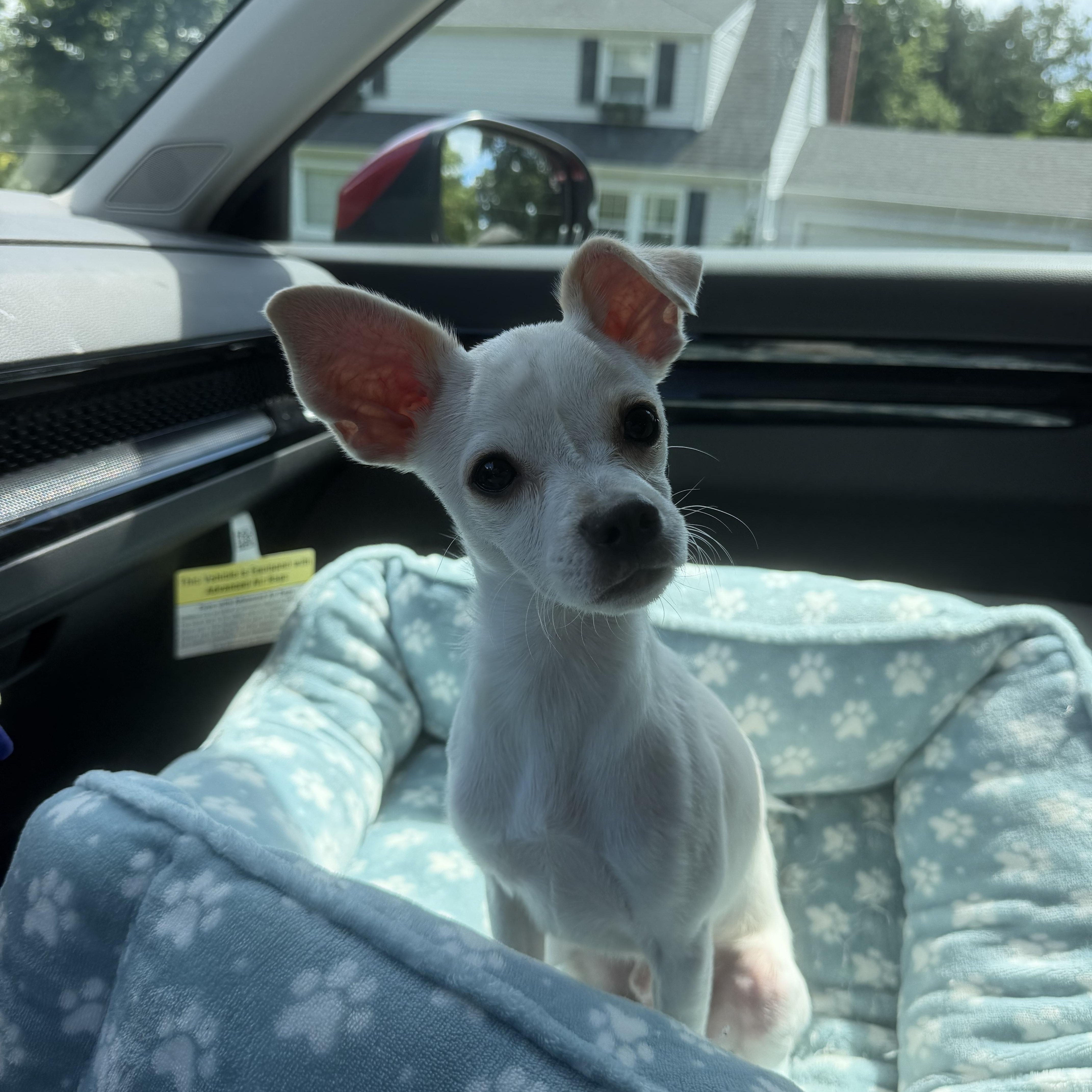 Enlarge Pecas, a Adopted mixed breed in Newark, NJ image 3/4