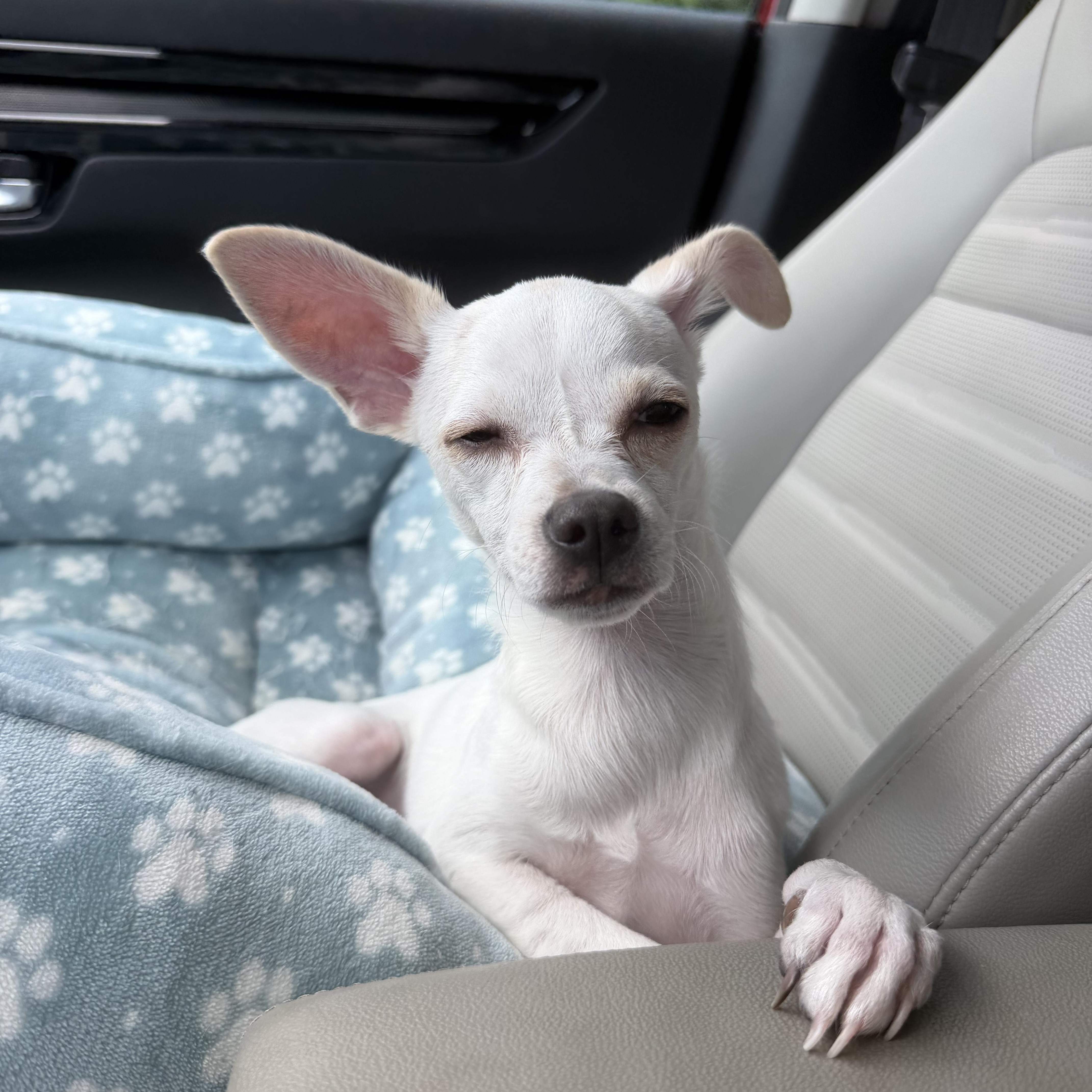 Enlarge Pecas, a Adopted mixed breed in Newark, NJ image 2/4