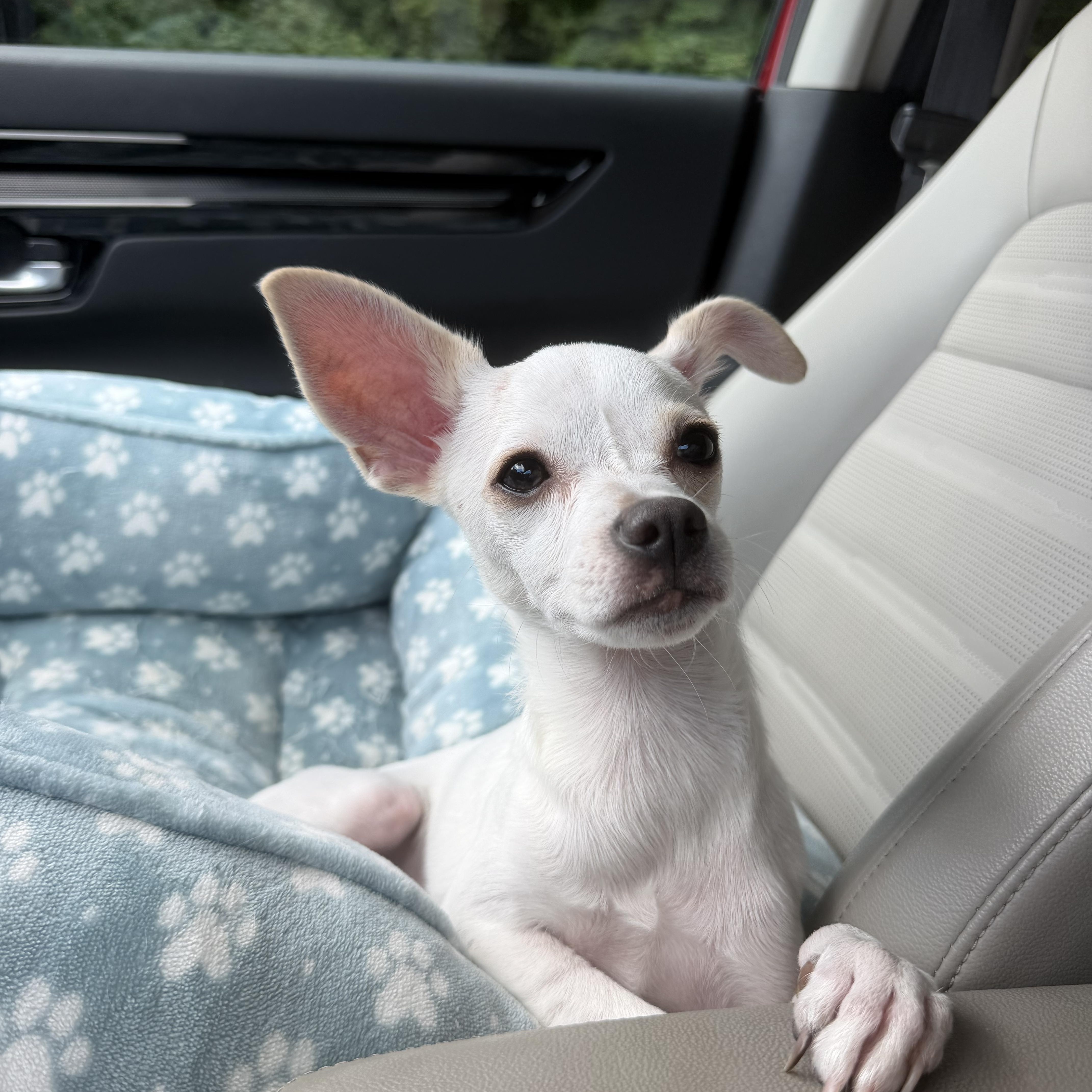 Pecas, Adopted, Young Male Chihuahua.