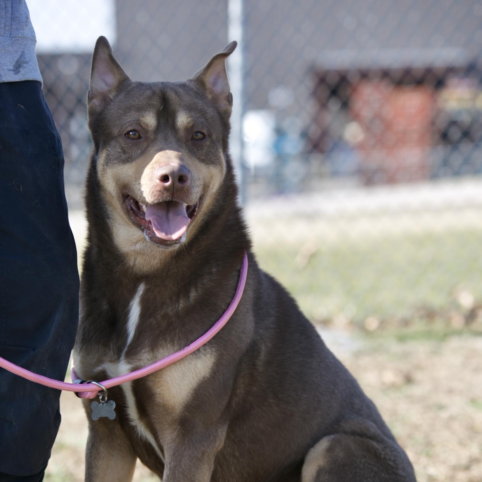 Enlarge Brody, a ADOPTABLE mixed breed in Mount Sterling, KY image 1/2