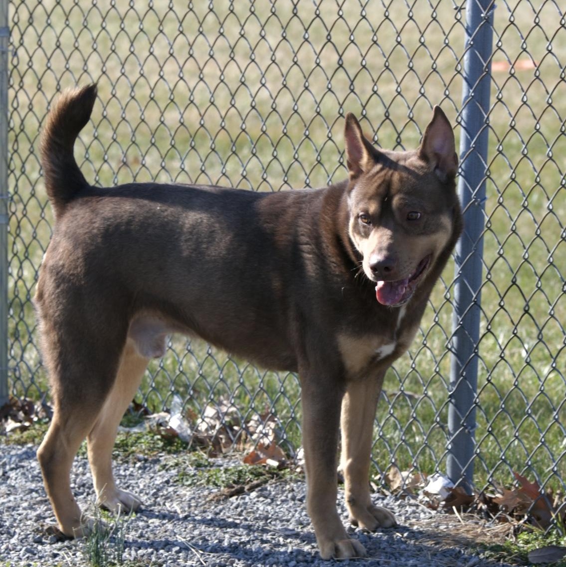 Enlarge Brody, a ADOPTABLE mixed breed in Mount Sterling, KY image 2/2