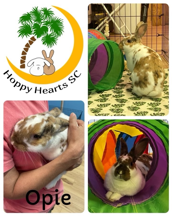 Enlarge Opie, a Adopted mixed breed in Chapin, SC image 1/10