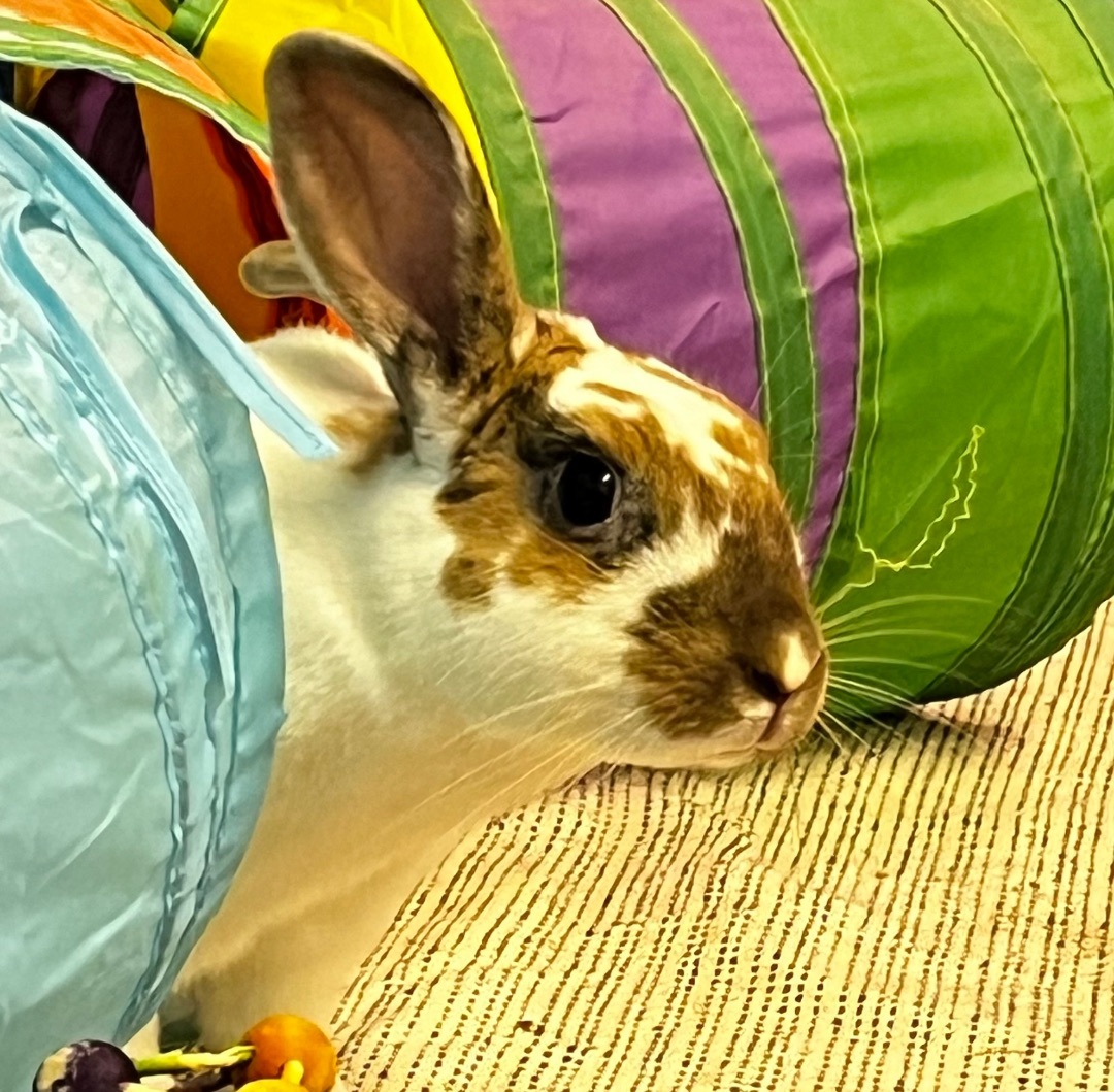 Enlarge Opie, a Adopted mixed breed in Chapin, SC image 2/10