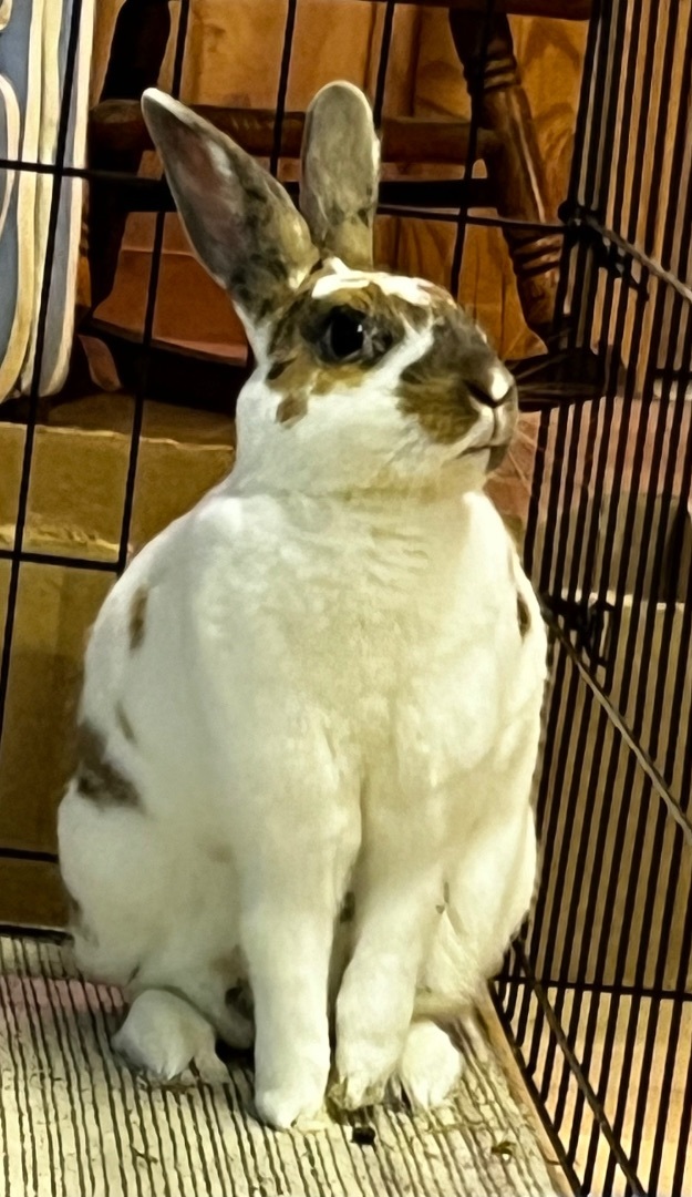 Enlarge Opie, a Adopted mixed breed in Chapin, SC image 3/10