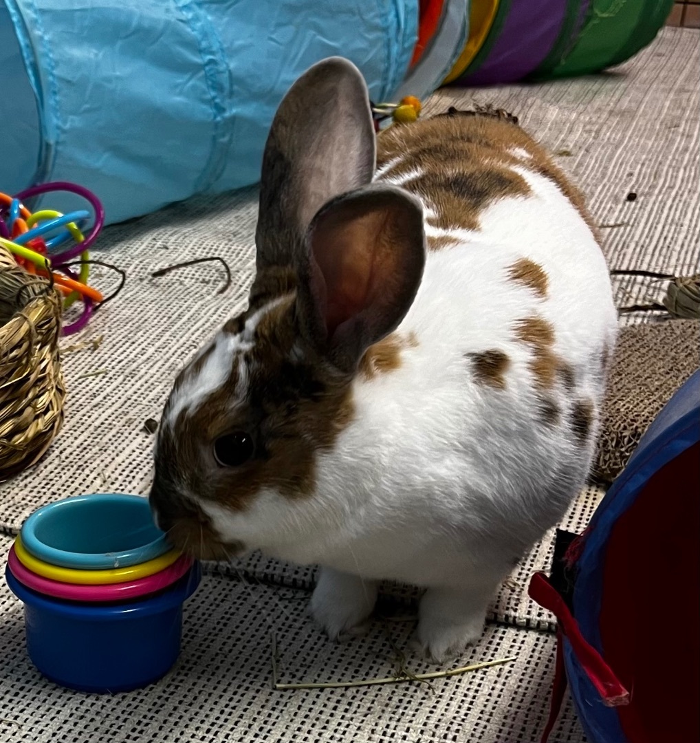 Enlarge Opie, a Adopted mixed breed in Chapin, SC image 4/10