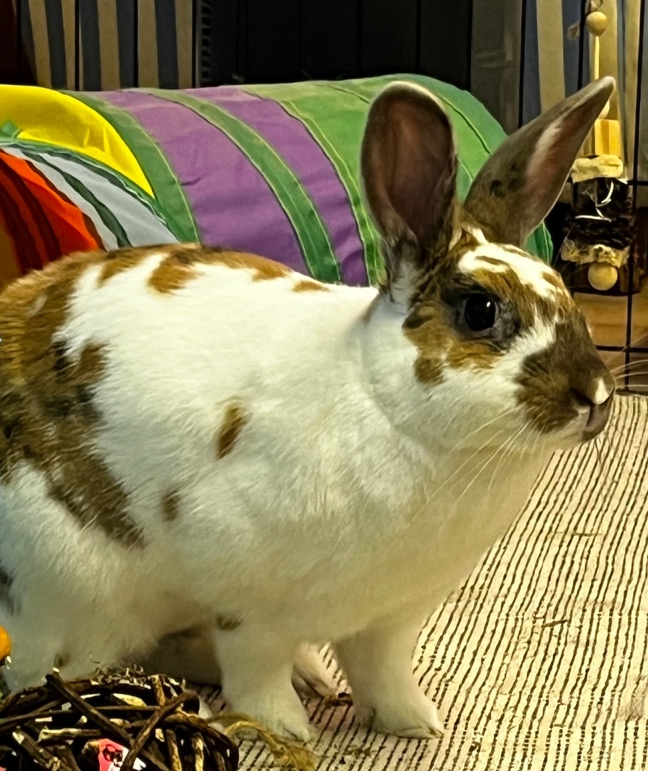 Enlarge Opie, a Adopted mixed breed in Chapin, SC image 5/10