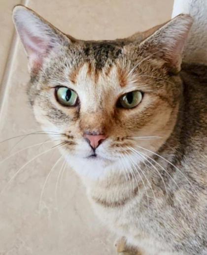 Maize, a Adoptable Domestic Short Hair in Fort Worth, TX image 1/3