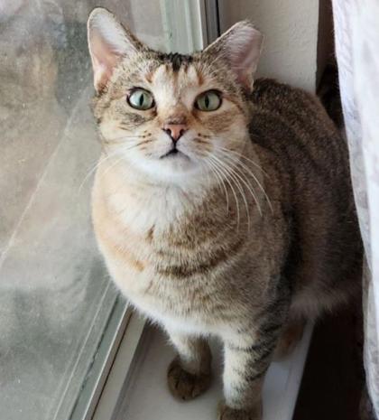 Maize, a Adoptable Domestic Short Hair in Fort Worth, TX image 2/3