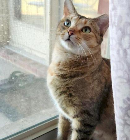 Maize, a Adoptable Domestic Short Hair in Fort Worth, TX image 3/3