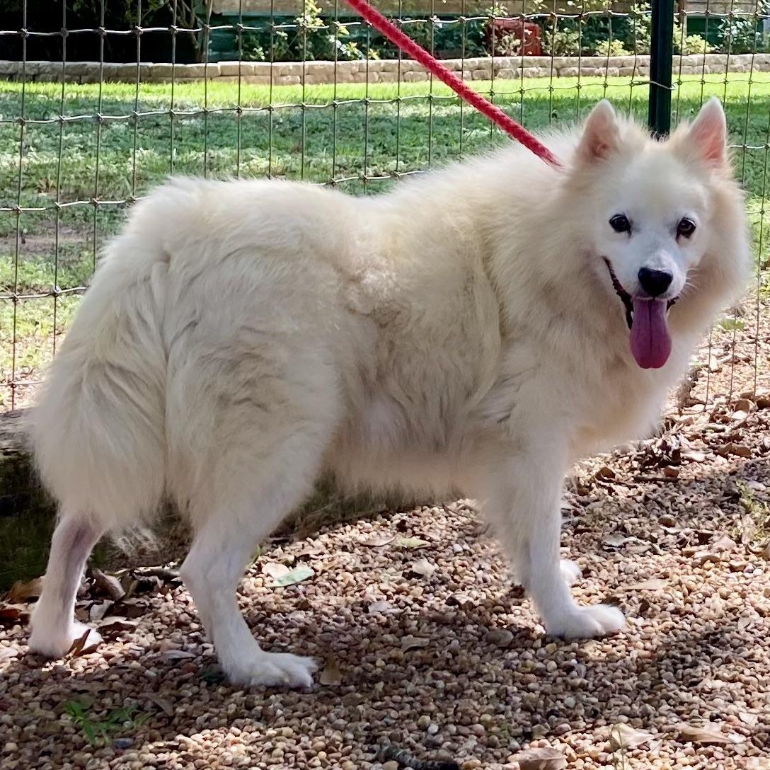 Enlarge Cyrus, a Adopted American Eskimo Dog in Houston, TX image 1/5
